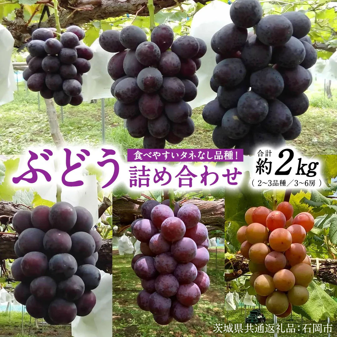 旬 の「 種なし ぶどう 」 詰め合わせ 約 2kg ( 3房 ～ 6房 ) 【茨城県共通返礼品/石岡市】 葡萄 ブドウ 種無し [FB011sa]