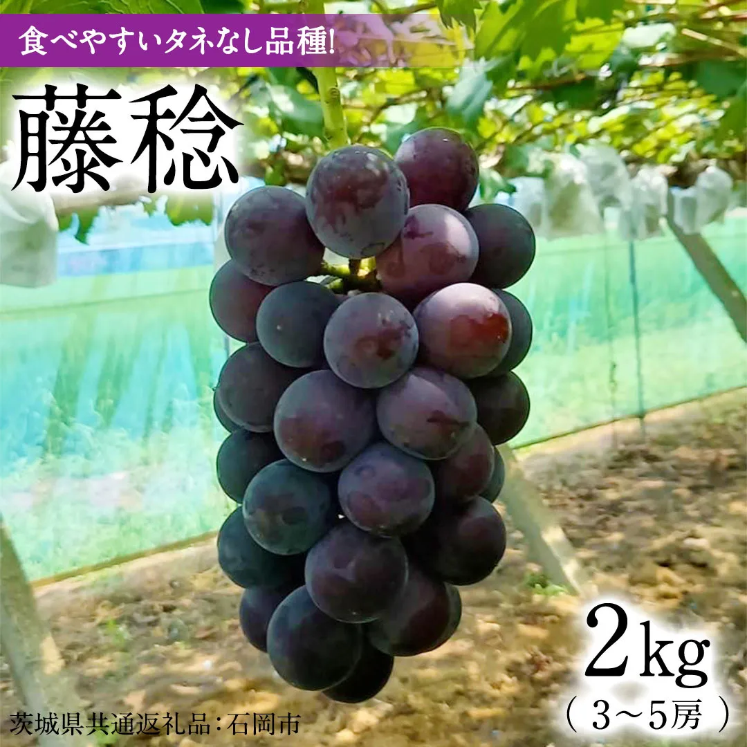 「 藤稔 ( 種なしぶどう )」 約 2kg ( 3房 ～ 5房 ) 【茨城県共通返礼品/石岡市】 葡萄 ブドウ 大粒 甘み 酸味 バランス [FB014sa]