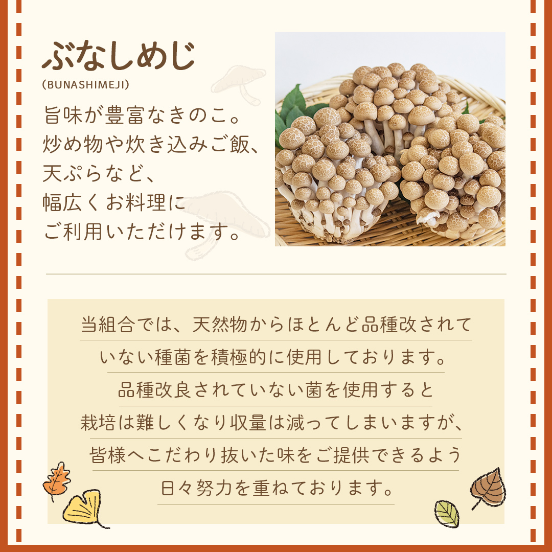 全3回 隔月定期便 》 きのこ の 詰め合わせ Sサイズ 約1kg （茨城県