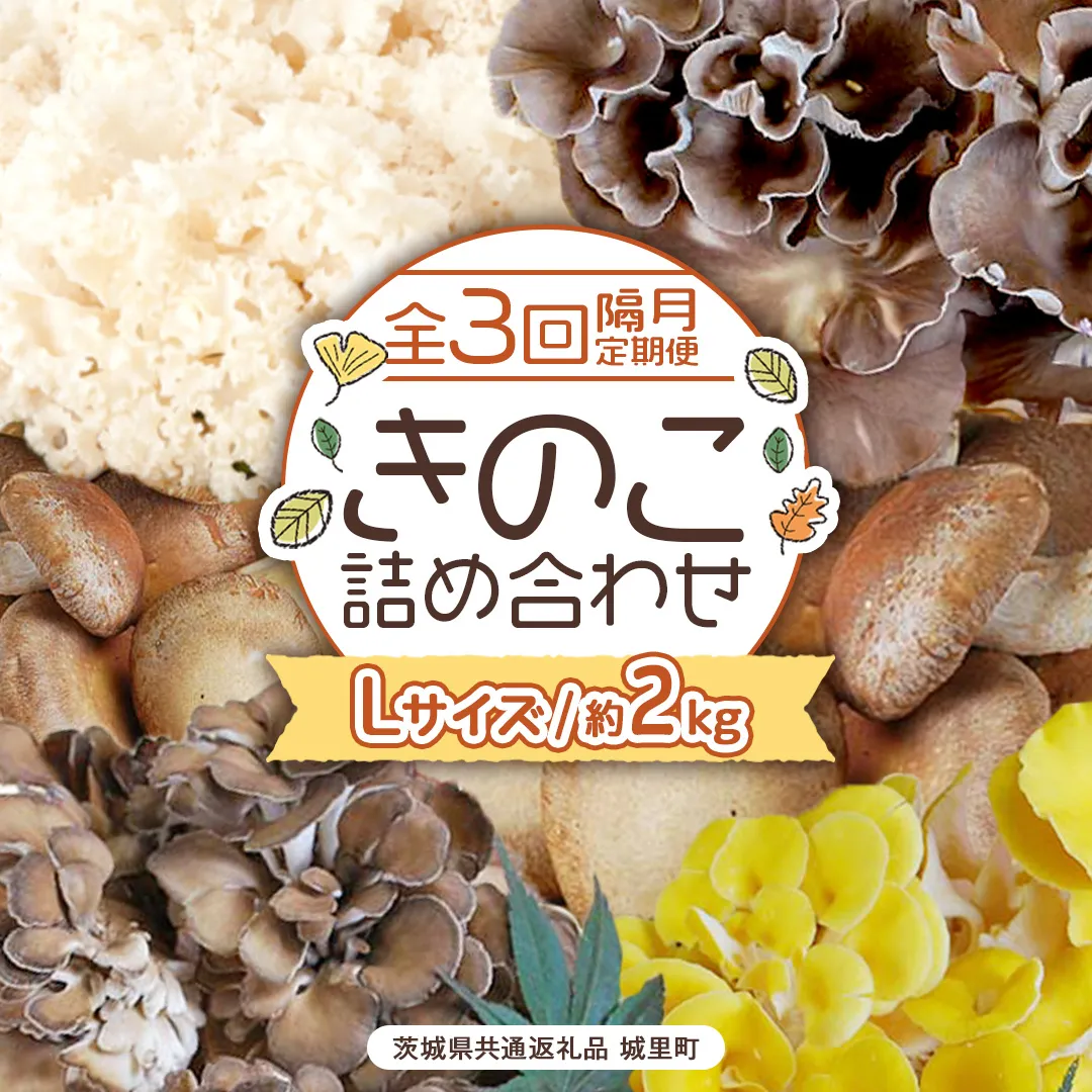 《 全３回 隔月定期便 》 きのこ の 詰め合わせ Lサイズ 約2kg （茨城県共通返礼品 城里町） 定期便 キノコ 舞茸 あわび茸 たもぎ茸 しいたけ 花びら茸 セット 鍋 炒め物 [CX010sa]