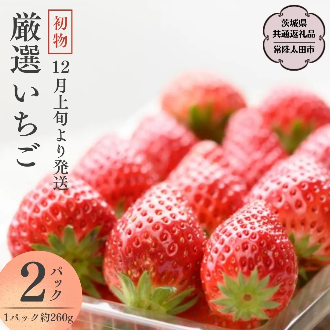 【 先行予約 】初物 厳選 いちご ( 2パック × 1箱 ) （茨城県共通返礼品／常陸太田市） 2025年12月上旬発送開始 フルーツ 苺 イチゴ いちご 新鮮 朝採れ 茨城県 桧山FRUITFARM [DY016sa]