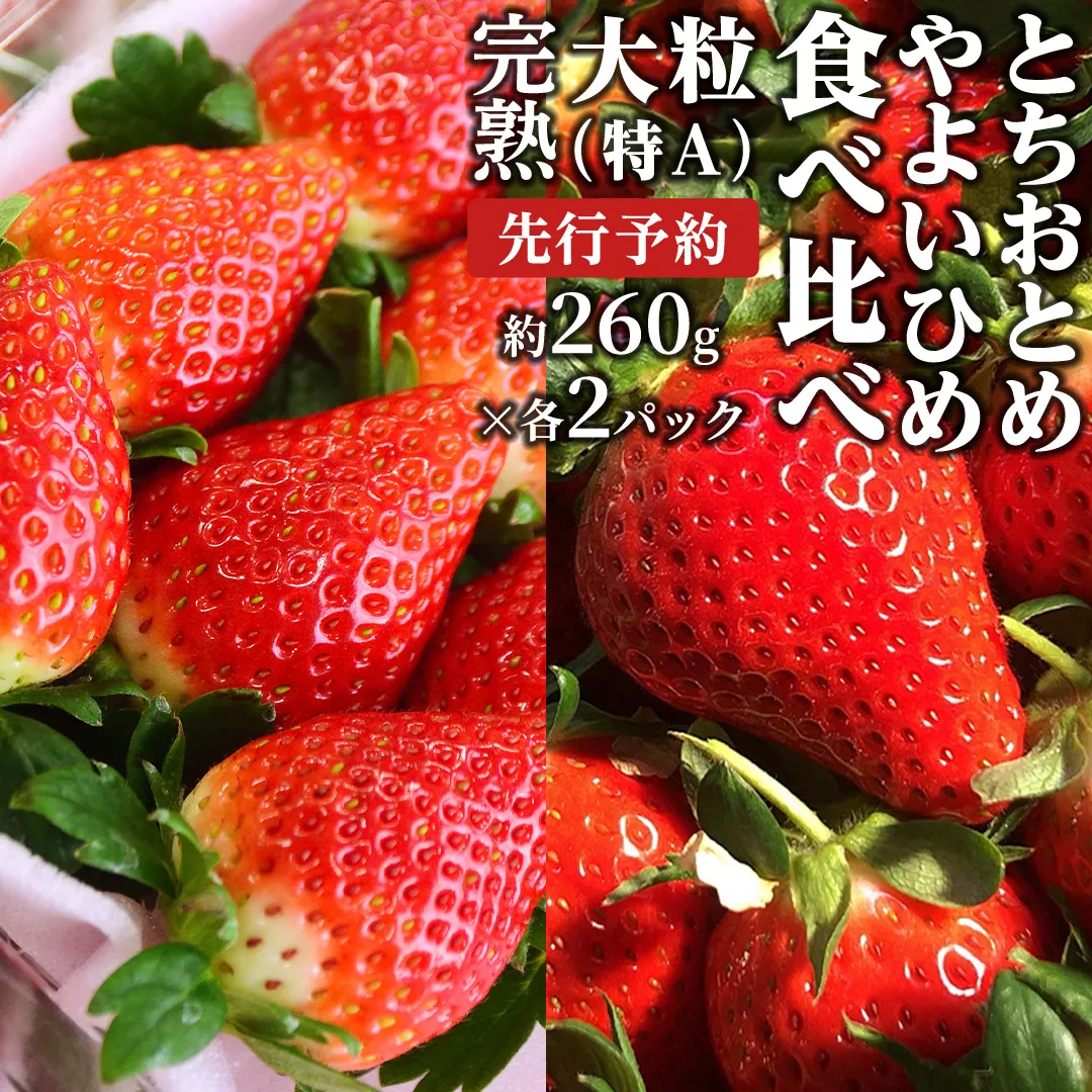 《 2027年 収穫分 》 完熟 やよいひめ 260g×2パック・とちおとめ 260g×2P 食べ比べ KEK 国産 いちご イチゴ 苺 くだもの 果物 フルーツ 冬 春 旬 [BC008sa]