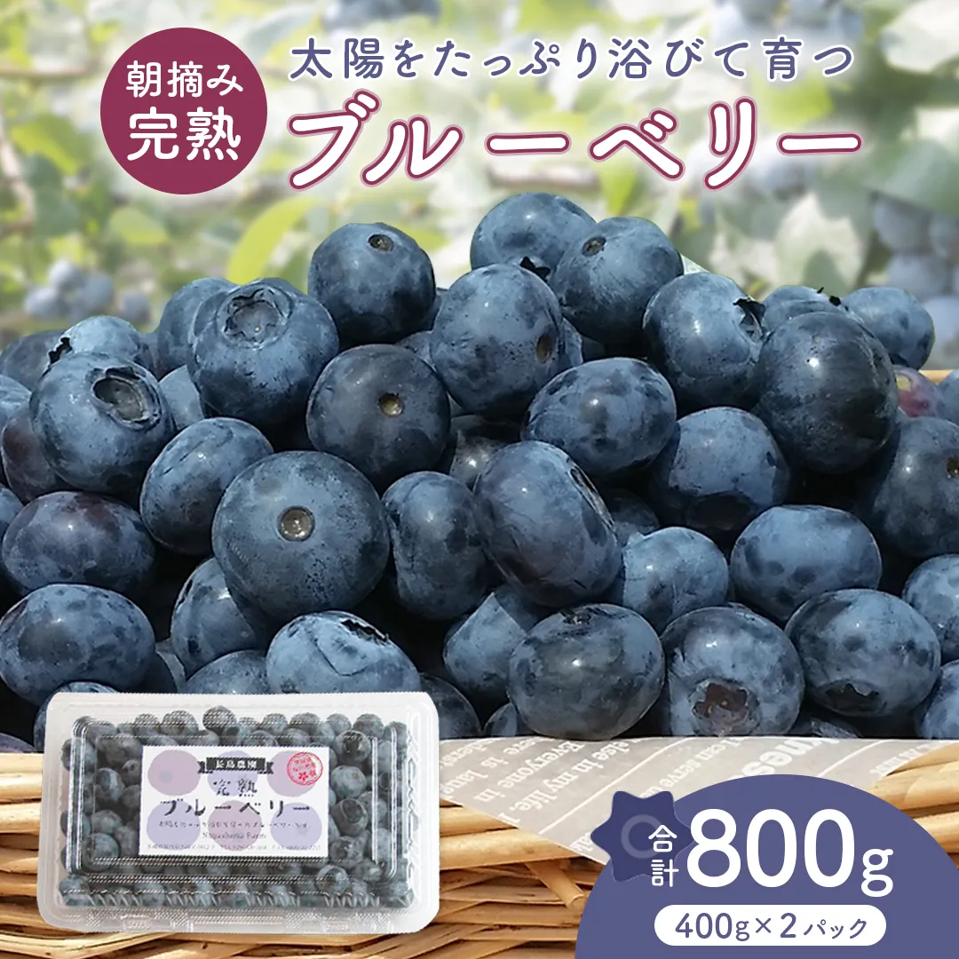 ブルーベリー 800g ( 400g × 2パック ) 【2026年6月から発送開始】 国産 茨城県産 ベリー フルーツ 果物 くだもの 自家製栽培[AK003sa]