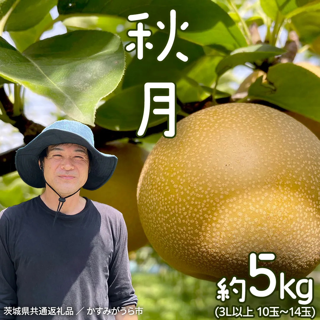 【2026年9月中旬発送開始】 《先行予約》秋月 梨 約 5kg 10玉～14玉 茨城県共通返礼品 ／ かすみがうら市 なし 鈴木農園 産地直送 フルーツ 甘い 直送 茨城 限定  [ED004sa]