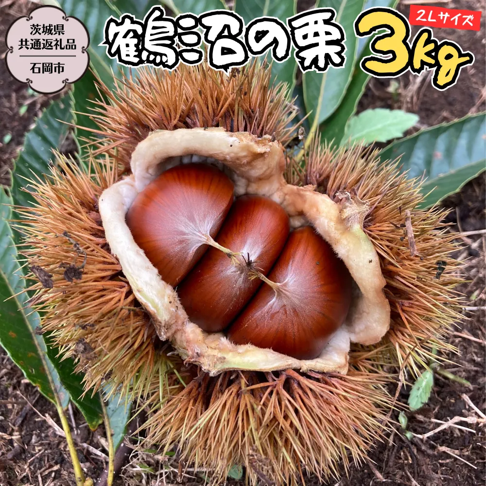 【2025年9月上旬発送開始】鶴沼 の 栗 3kg (茨城県共通返礼品／石岡市) 和栗 国産栗 くり 栗 生栗 オーガニック肥料 果じゅまる園 先行予約[DQ003sa]