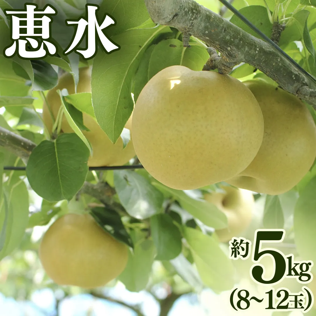 恵水 約 5kg （8～12玉） 2026年産 先行予約 梨 果物 フルーツ なし ナシ 恵水梨 くだもの デザート 茨城 [BQ021sa]