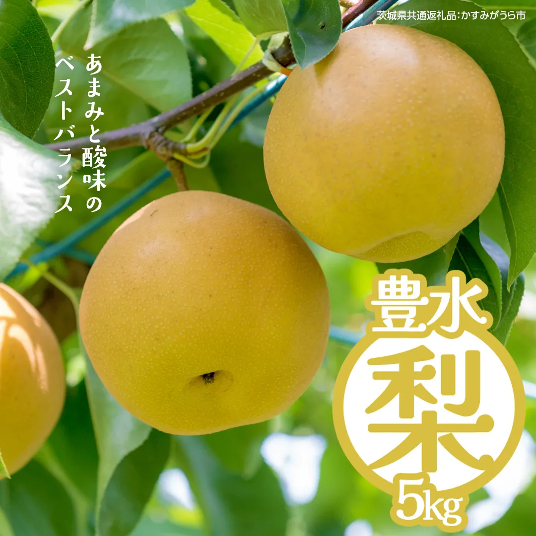 豊水 約5kg（茨城県共通返礼品：かすみがうら市） 2026年9月上旬発送開始 梨 数量限定 なし ナシ フルーツ 果物 旬 産地直送 [FF004sa]	