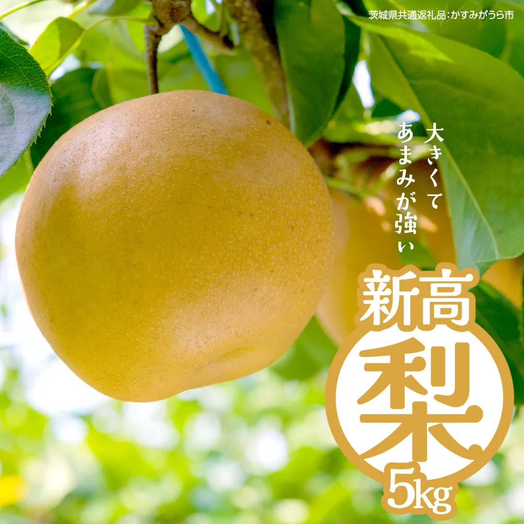 新高 約5kg（茨城県共通返礼品：かすみがうら市） 【2026年9月中旬発送開始】 梨 数量限定 なし ナシ フルーツ 果物 旬 産地直送 [FF005sa]	