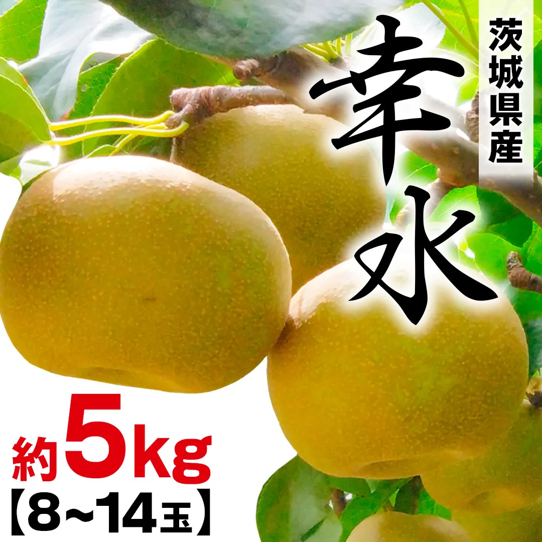 幸水 約 5kg （8～14玉） 2026年産 先行予約 梨 果物 フルーツ なし ナシ 幸水梨 くだもの デザート 茨城 [BQ019sa]
