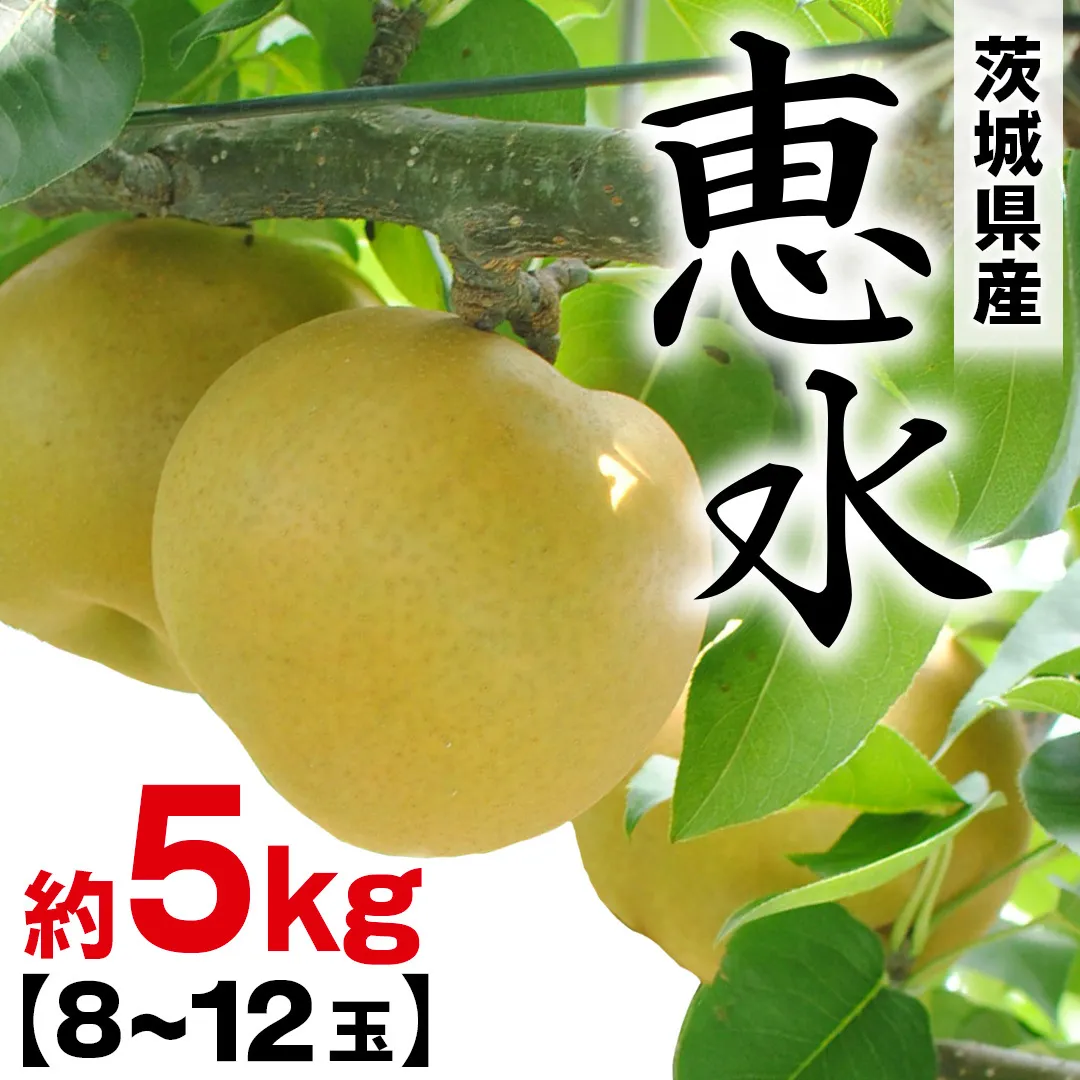 恵水 約 5kg （8～12玉） 2026年産 先行予約 梨 果物 フルーツ なし ナシ 恵水梨 くだもの デザート 茨城 [BQ021sa]