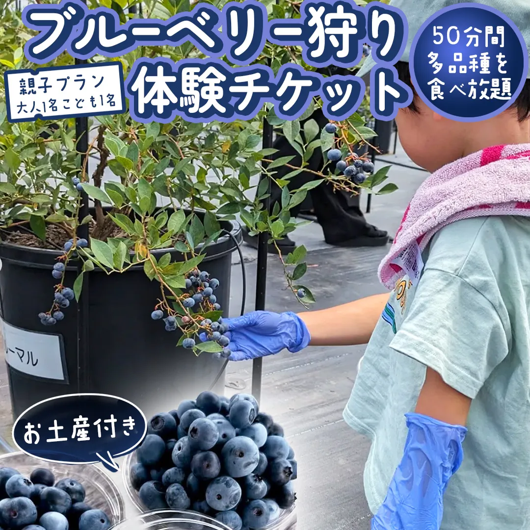 ブルーベリー狩り 体験チケット 《親子プラン お土産付き》 ブルーベリー ベリー 食べ比べ 食べ放題 収穫 収穫体験 体験 チケット 招待券 レジャー 観光 旅行 親子 ふれあい お土産 おみやげ 持ち帰り テイクアウト 多品種 果実 果物 くだもの フルーツ 自然体験 農業体験 茨城県 桜川市 [DZ008sa]