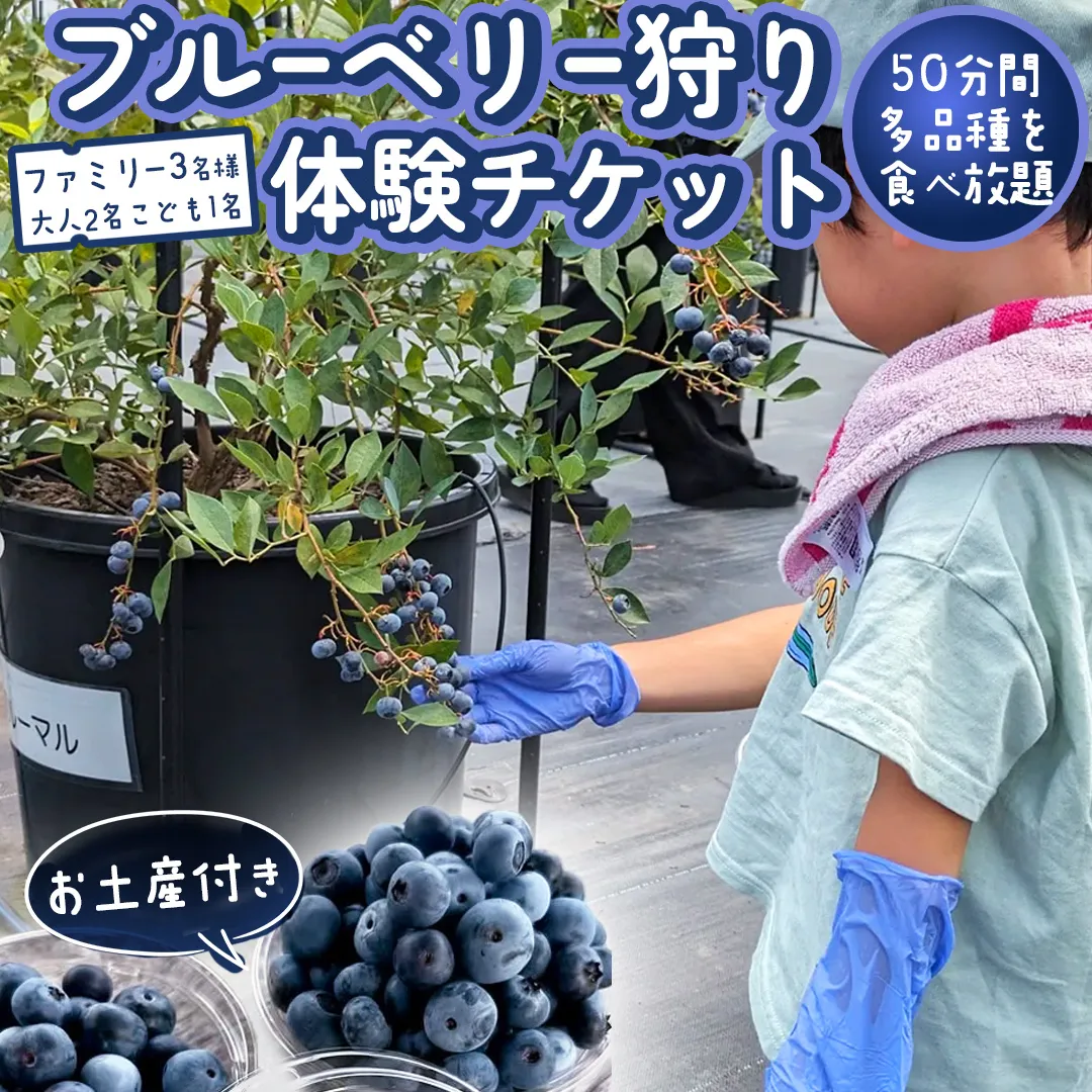 ブルーベリー狩り 体験チケット 《ファミリー３名様プラン お土産付き》 ブルーベリー ベリー 食べ比べ 食べ放題 収穫 収穫体験 体験 チケット 招待券 レジャー 観光 旅行 ファミリー ふれあい お土産 おみやげ 持ち帰り テイクアウト 多品種 果実 果物 くだもの フルーツ 自然体験 農業体験 茨城県 桜川市 [DZ009sa]