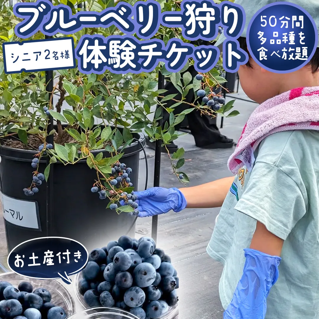 ブルーベリー狩り 体験チケット 《シニア２名様プラン お土産付き》 ブルーベリー ベリー 食べ比べ 食べ放題 収穫 収穫体験 体験 チケット 招待券 レジャー 観光 旅行 シニア ふれあい お土産 おみやげ 持ち帰り テイクアウト 多品種 果実 果物 くだもの フルーツ 自然体験 農業体験 茨城県 桜川市 [DZ011sa]