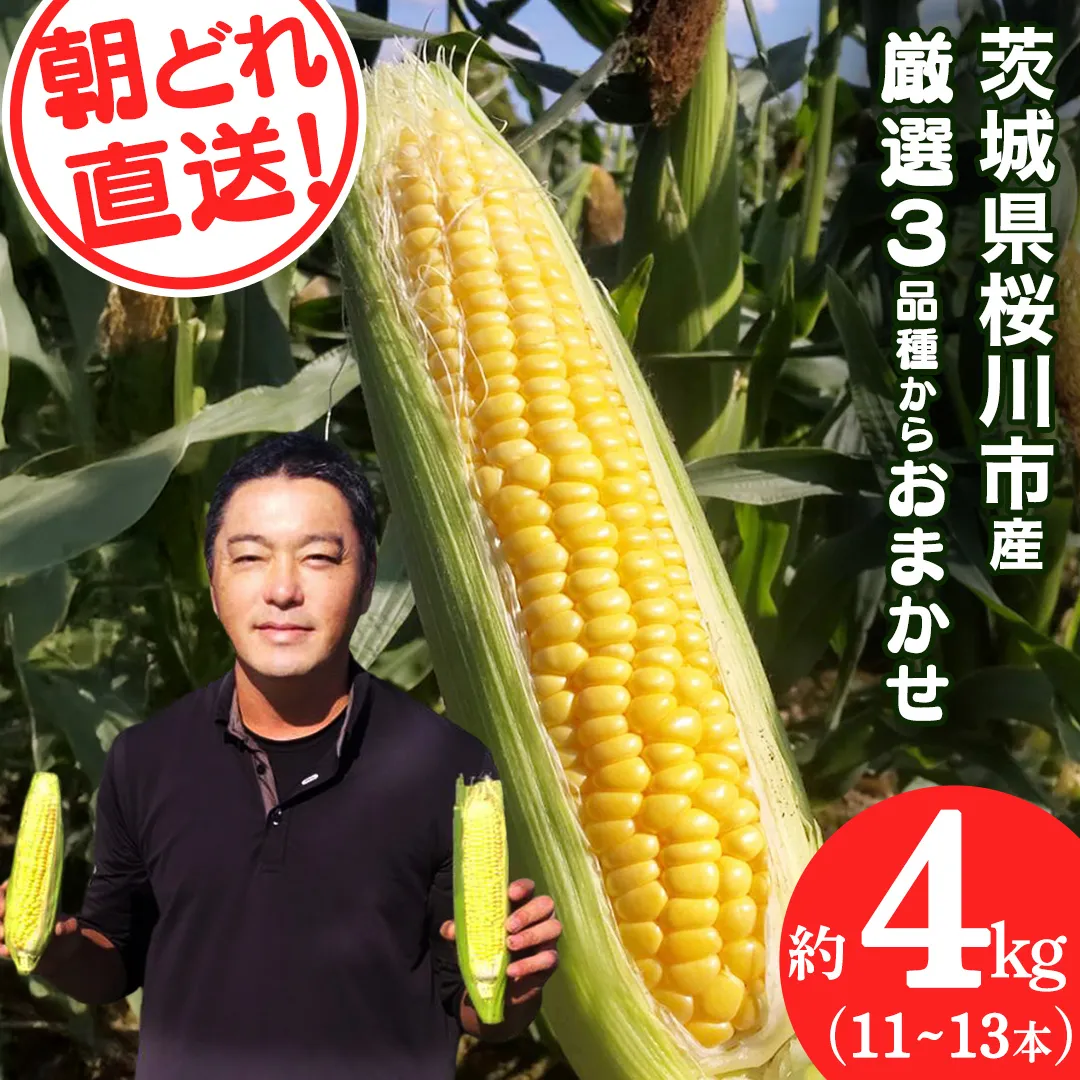 桜川市産 とうもろこし 品種おまかせ 約4kg ( 11～13本 ) おおもの ゴールドラッシュ おひさまコーン 6月下旬発送開始 茨城県 桜川市[FJ001sa]