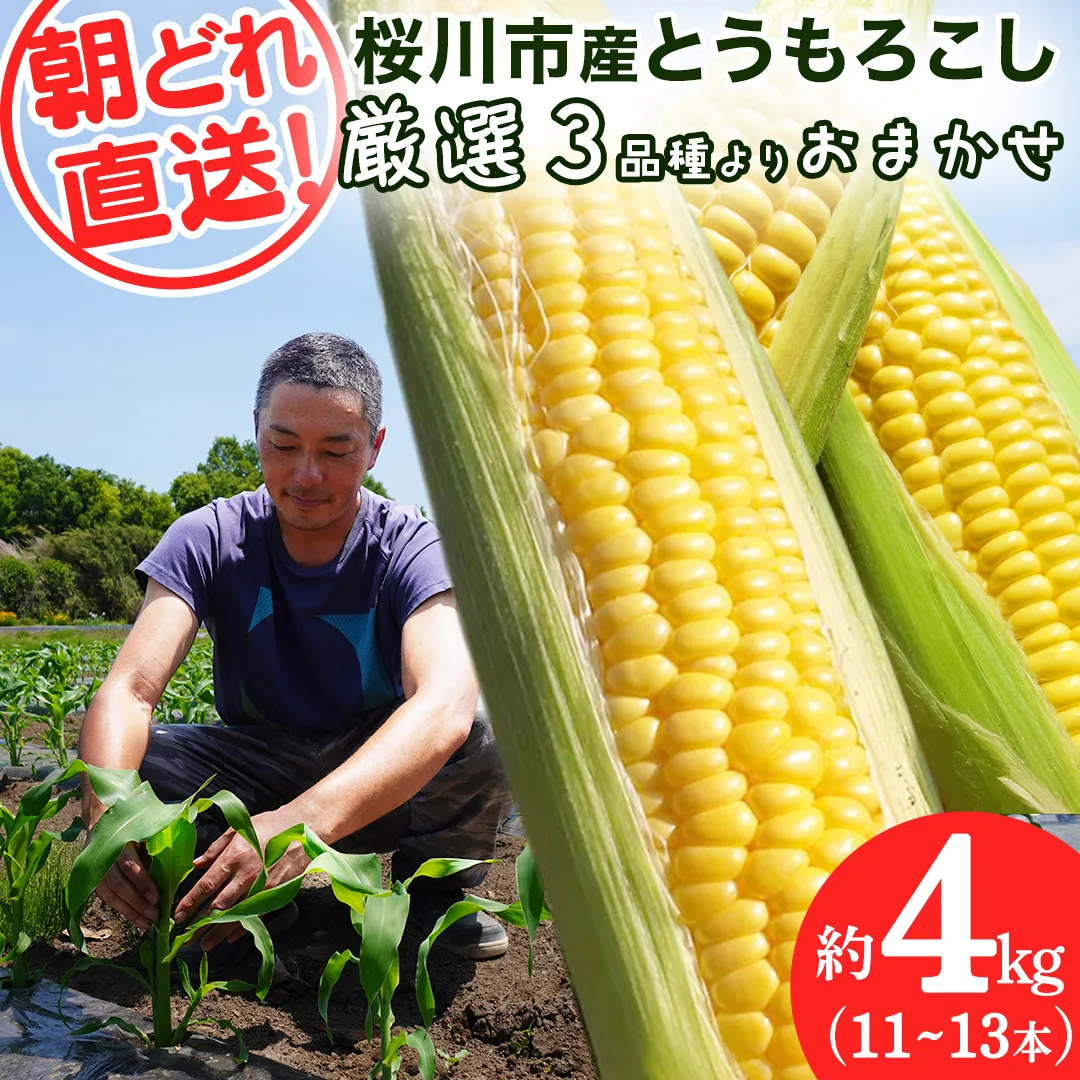 桜川市産 とうもろこし 品種おまかせ 約4kg ( 11～13本 ) おおもの ゴールドラッシュ おひさまコーン 6月下旬発送開始 茨城県 桜川市[FJ001sa]