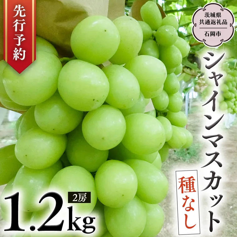 シャインマスカット 約1.2kg  (茨城県共通返礼品 石岡市） 2026年9月上旬発送開始  開田ぶどう園 産地直送 フルーツ 甘い 直送 茨城 限定 ギフト ぶどう シャインマスカット 果物 [DO004sa]
