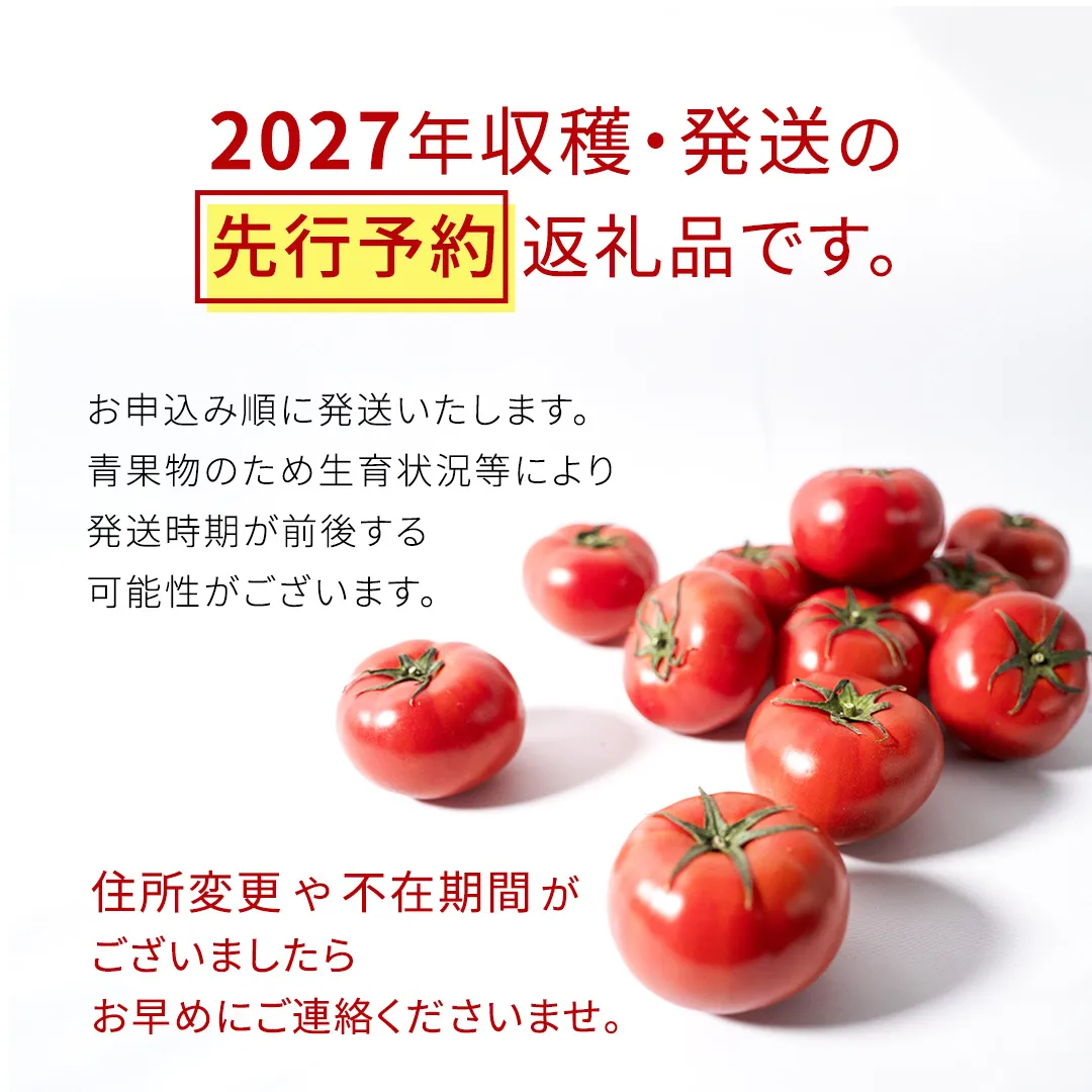 《 2027年 収穫分 》3～4月配送 スーパーフルーツトマト てるて姫 中箱 約1.2kg × 1箱 【12〜15玉/1箱】 糖度9度以上 定期便 先行予約 フルーツトマト ブランドトマト 野菜 ギフト 贈答 青空レストラン アド街ック天国 グッドモーニング 黄金のワンスプーン 昼めし旅 [BC033sa0304]
