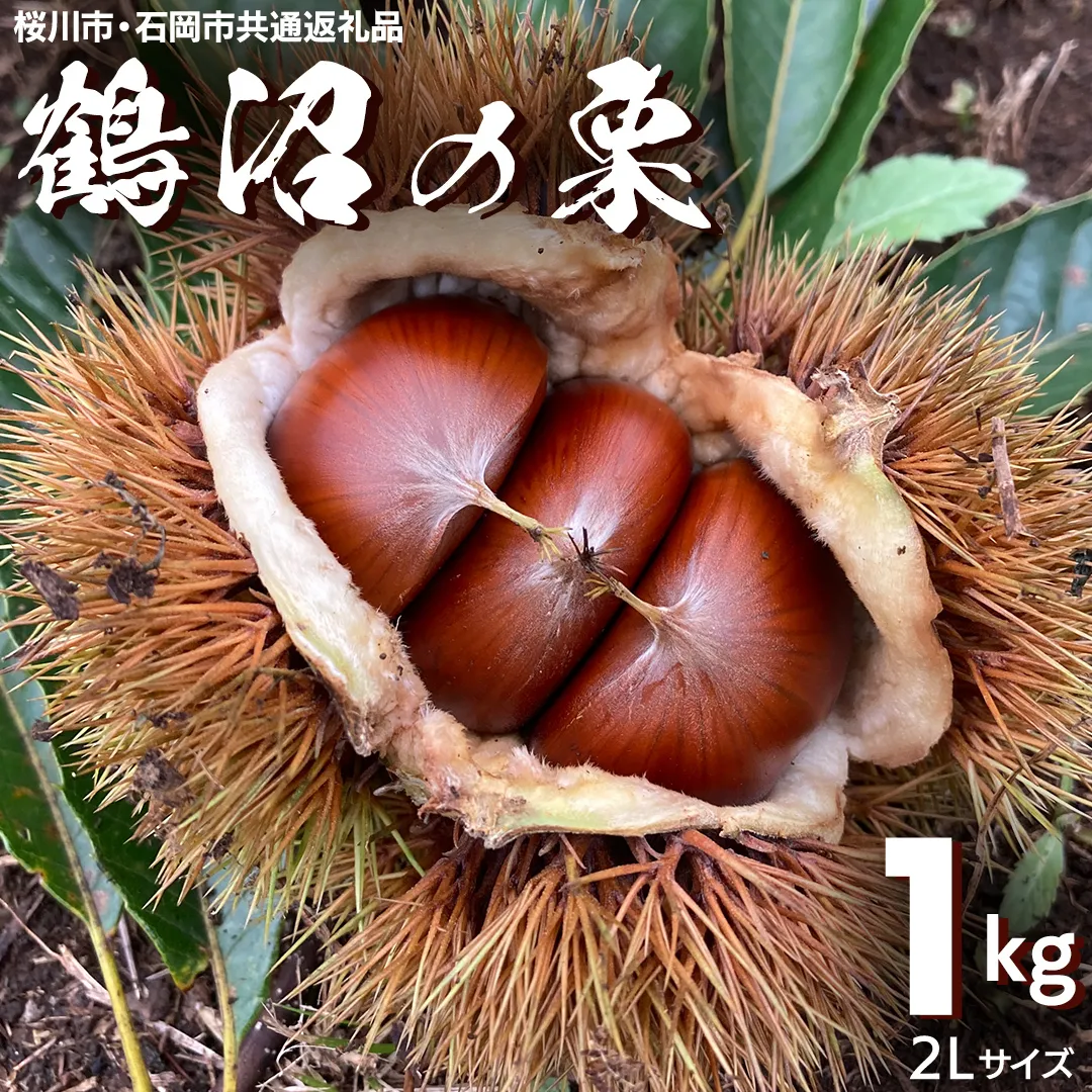 鶴沼 の 栗 1kg (桜川市・石岡市共通返礼品) 和栗 国産栗 くり 栗 生栗 先行予約 2026年9月上旬発送開始 オーガニック肥料 果じゅまる園 [DQ001sa]