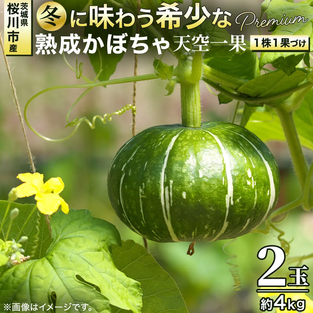 ≪ 2026年 収穫分 ≫ 桜川市産 高級かぼちゃ 天空一果 2玉 先行予約 藤田益弘 国産 希少 高級 かぼちゃ カボチャ 南瓜 野菜 旬 冬 ギフト 贈答 茨城県 桜川市 [CQ009sa]