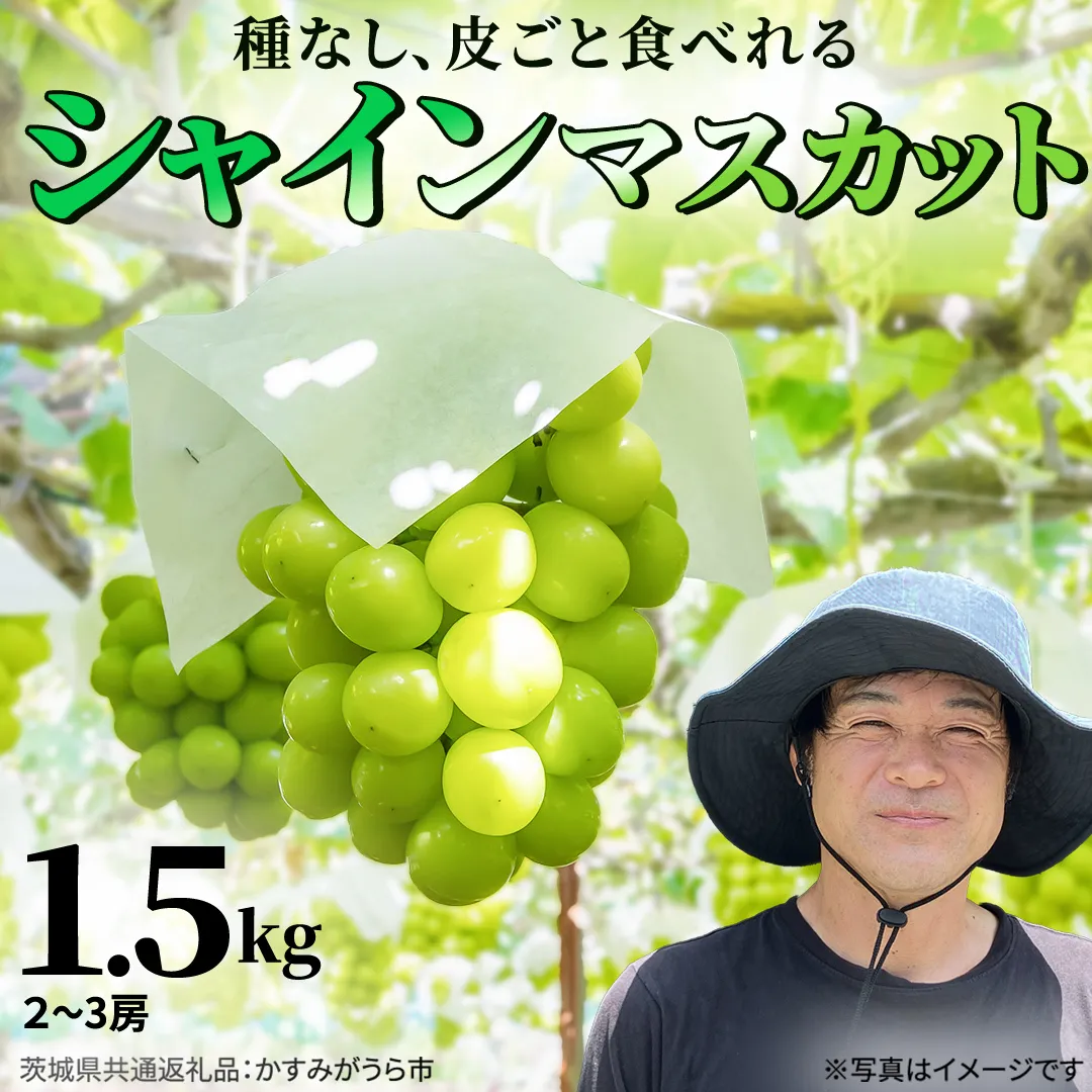 シャインマスカット 約1.5kg (茨城県共通返礼品/かすみがうら市) マスカット 葡萄 ぶどう ブドウ 歯ごたえ 甘み 香り 鈴木農園 [ED007sa]