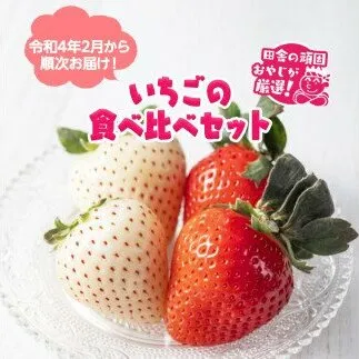 イチゴの食べ比べセット【令和4年2月から順次お届け】田舎の頑固おやじが厳選！ [BI157-NT]
