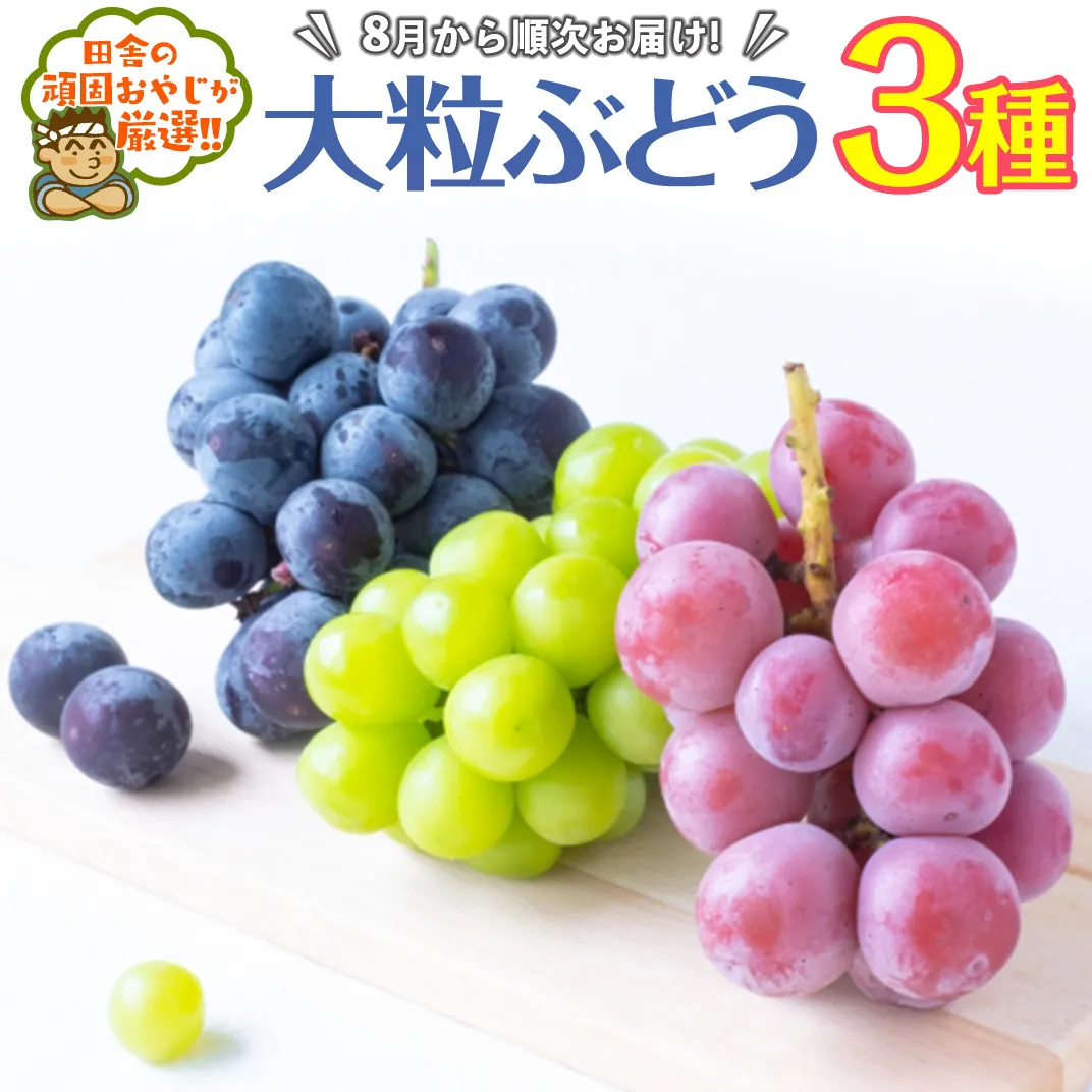 大粒 ぶどう 3種【8月より発送開始】田舎の頑固おやじが厳選！ [BI100-NT]