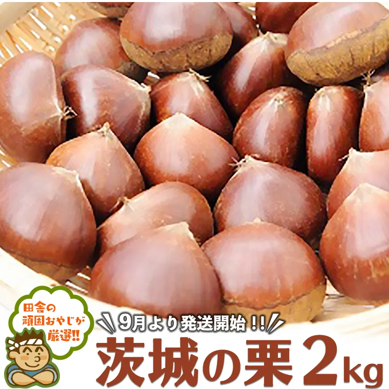 茨城 の 栗 2kg【9月より発送開始】田舎の頑固おやじが厳選！ [BI198-NT]