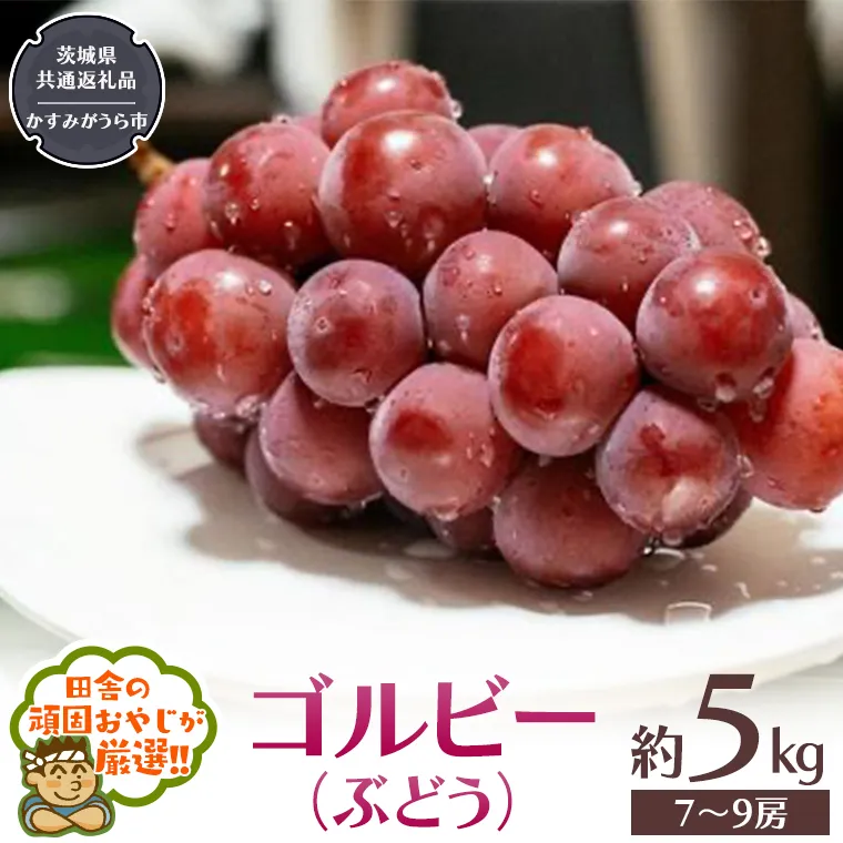 ゴルビー （ ぶどう ） 約5キロ（7～9房）【9月から発送開始】 （茨城県共通返礼品 [ぶどう]：かすみがうら市産） ぶどう ゴルビー 果物 フルーツ 季節 旬 [BI390-NT]