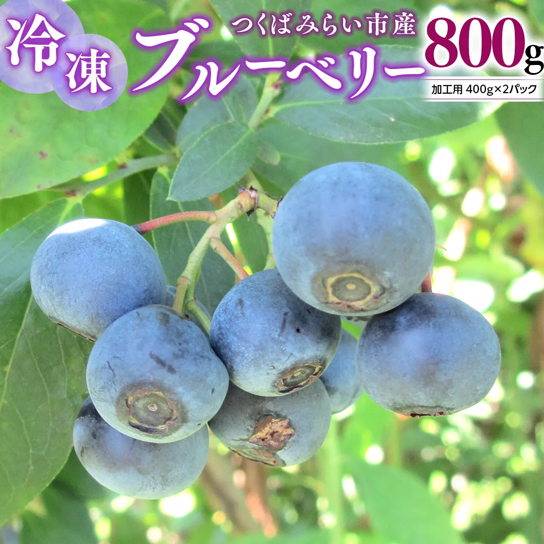 つくばみらい市 産 冷凍 ブルーベリー 800g ( 400g ×2パック ) 国産 農薬無使用 自家農場 果物 就労継続支援 フルーツ おいしい 冷凍ブルーベリー フリーズ [DG02-NT］