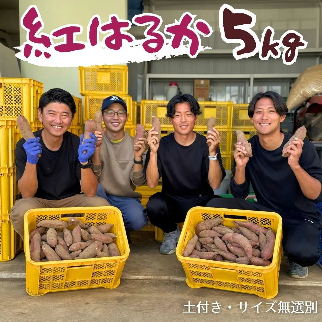 【 先行予約 】茨城県産 さつまいも 紅はるか 5kg （ 土付き サイズ無選別 ）【2025年11月頃から発送開始】 べにはるか いも 茨城 甘い おいしい 美味しい 訳あり [ED01-NT]