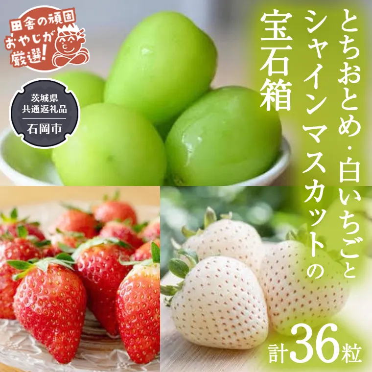 【2026年12月より発送開始】「粒々いちご36粒」とちおとめと白いちごとシャインマスカットの宝石箱（茨城県共通返礼品 [いちご]：城里町産　[ぶどう]：結城市） 詰め合わせ 果物 フルーツ 茨城県産 [BI448-NT]