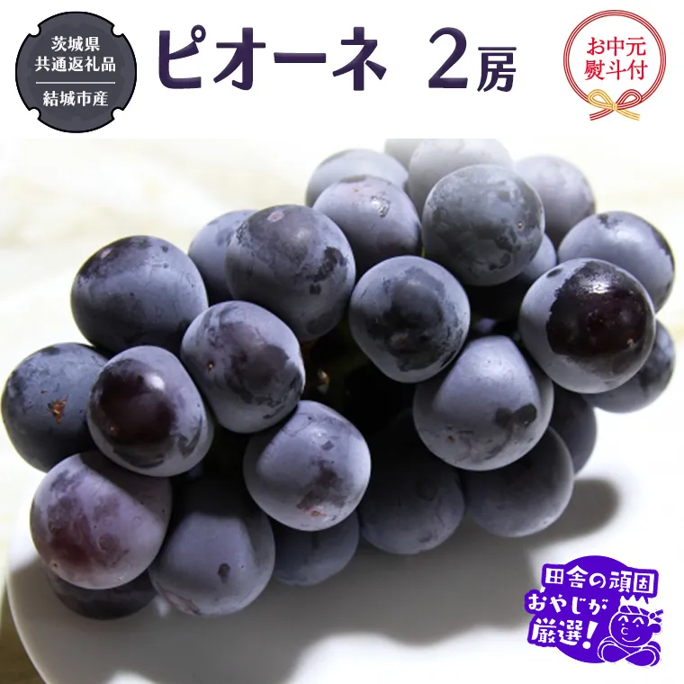 【お中元 熨斗付】 ピオーネ 2房 【2026年7月より発送開始】 （茨城県共通返礼品 [ぶどう]：結城市産） 田舎の頑固おやじが厳選！  ぶどう ブドウ 葡萄 大粒 ギフト お中元 甘い フルーツ 美味しい [BI268-NT]