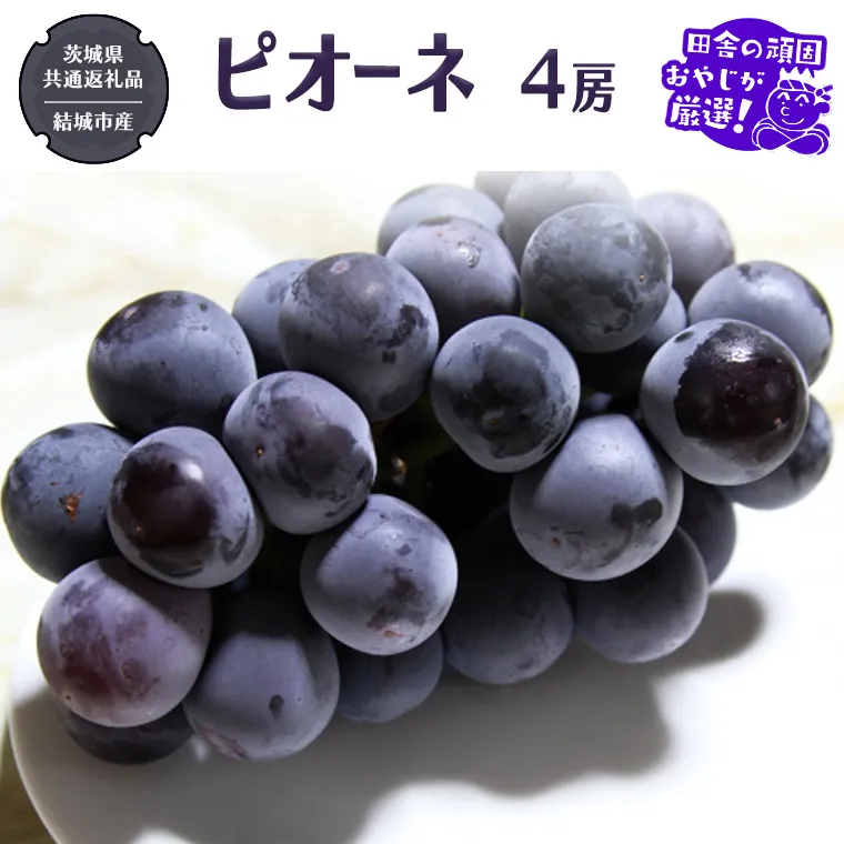 ピオーネ 4房【2025年8月より発送開始】（茨城県共通返礼品 [ぶどう]：結城市産）田舎の頑固おやじが厳選！  ぶどう ブドウ 葡萄 種なし 大粒 高糖度 ギフト 甘い 美味しいフルーツ [BI286-NT]