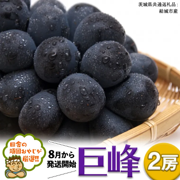 巨峰 ２房【2026年8月より発送開始】 （茨城県共通返礼品 [ぶどう]：結城市産） 田舎の頑固おやじが厳選！ [BI202-NT]