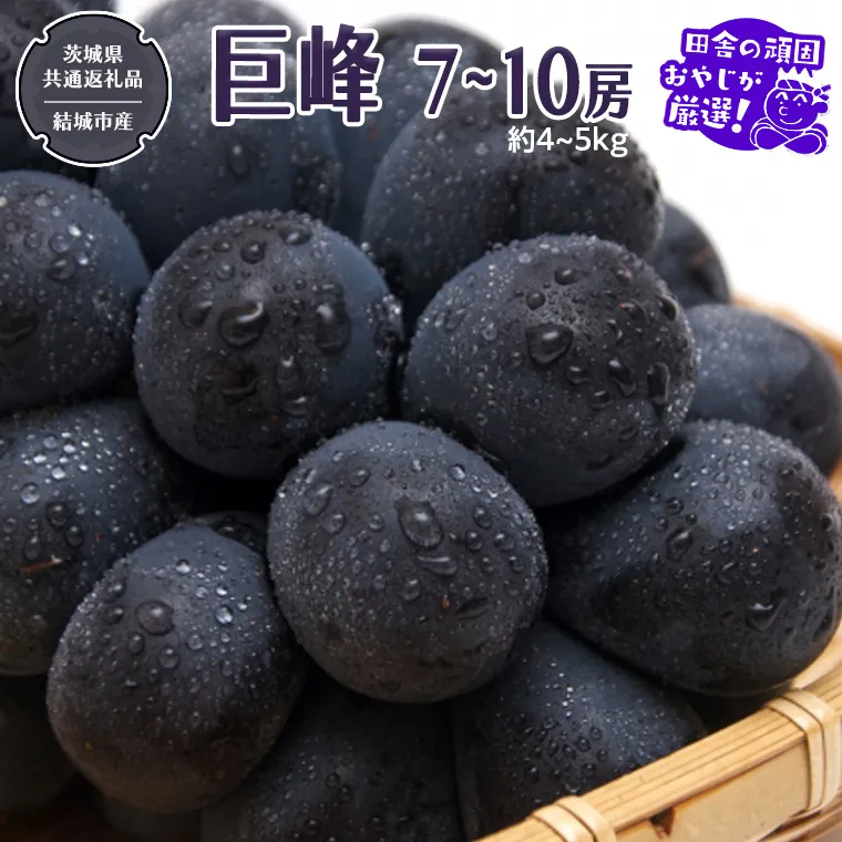 巨峰 約4～5kg 7～10房 【2026年8月より発送開始】（茨城県共通返礼品 [ぶどう]：結城市産）田舎の頑固おやじが厳選！  ぶどう ブドウ 葡萄 高糖度 大粒 甘い 美味しい フルーツ [BI293-NT]