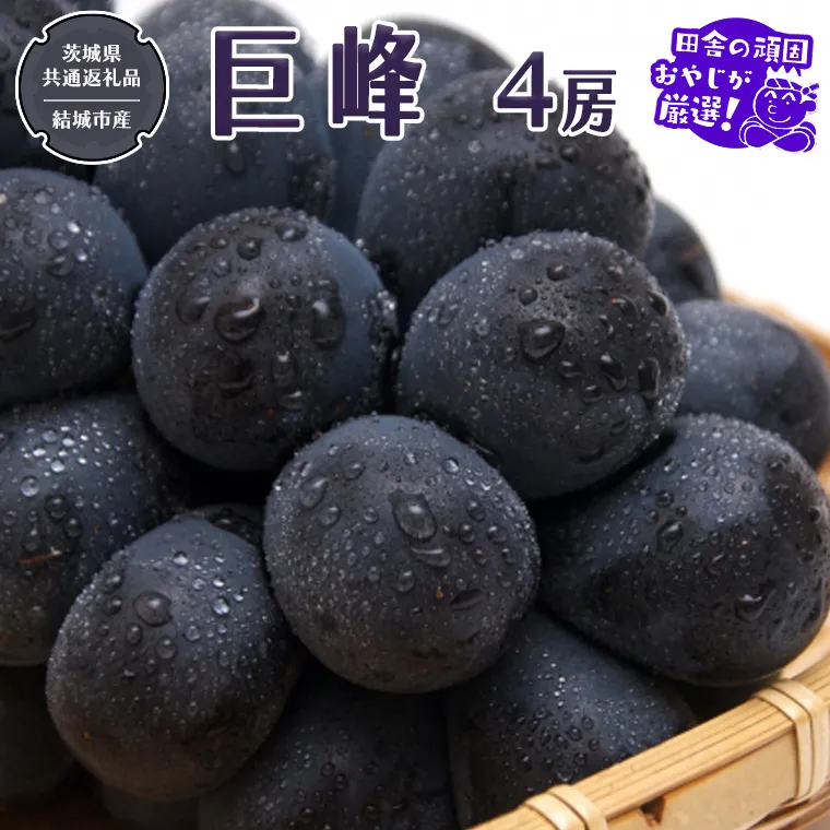 巨峰 4房 【2025年8月より発送開始】（茨城県共通返礼品 [ぶどう]：結城市産）田舎の頑固おやじが厳選！ ぶどう ブドウ 葡萄 高糖度 大粒 甘い フルーツ 美味しい [BI294-NT]
