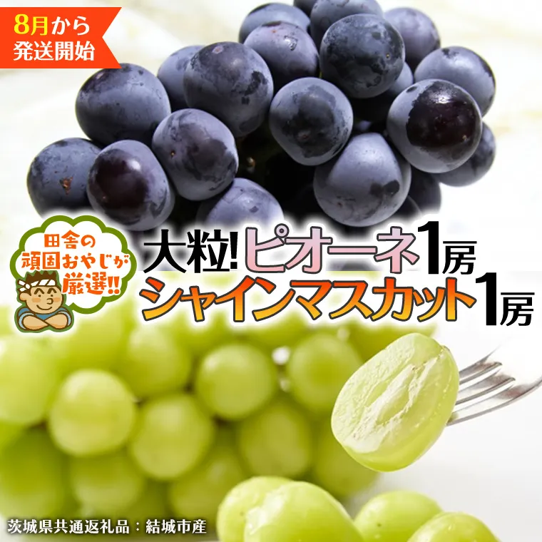 シャインマスカット と ピオーネ （各種1房ずつ） 【2025年8月より発送開始】（茨城県共通返礼品 [ぶどう]：結城市産） シャインマスカット マスカット ぶどう ブドウ 葡萄 ピオーネ 種なし 大粒 高糖度 ギフト 甘い 美味しい [BI312-NT]