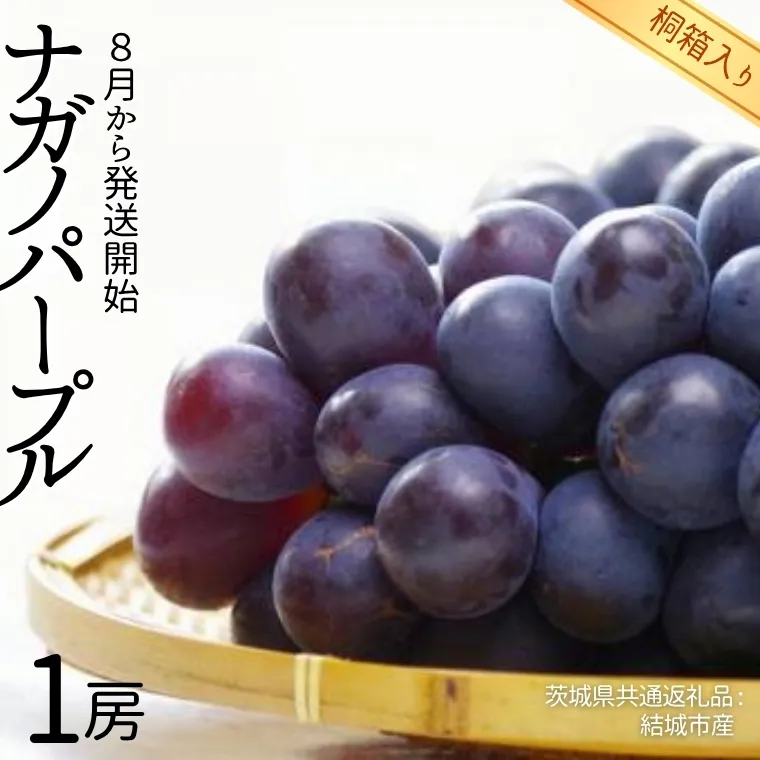 【 桐箱入り 】 ナガノパープル 1房 【2025年8月から発送開始】（茨城県共通返礼品 [ぶどう]：結城市産） 果物 フルーツ マスカット ぶどう ギフト 贈答 プレゼント 桐箱 [BI338-NT]