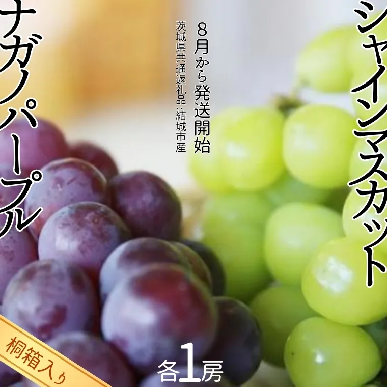 【 桐箱入り 】 シャインマスカット 1房 と ナガノパープル 1房 【2025年8月から発送開始】（茨城県共通返礼品 [ぶどう]：結城市産） 果物 フルーツ マスカット ぶどう ギフト 贈答 プレゼント 桐箱 [BI340-NT]