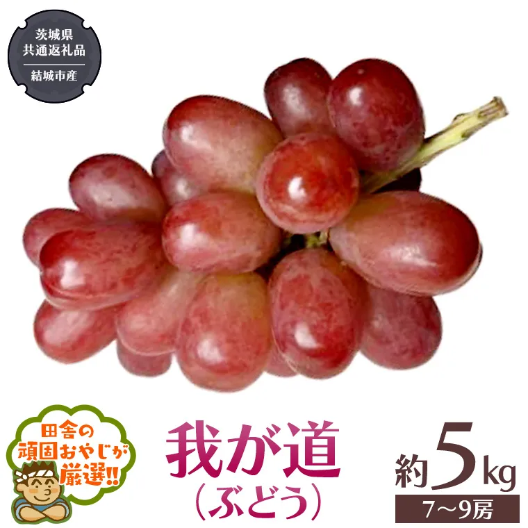 我が道 （ ぶどう ） 約5キロ（7～9房）【2026年9月から発送開始】 （茨城県共通返礼品 [ぶどう]：結城市産） ぶどう 我が道 果物 フルーツ 季節 旬 [BI391-NT]