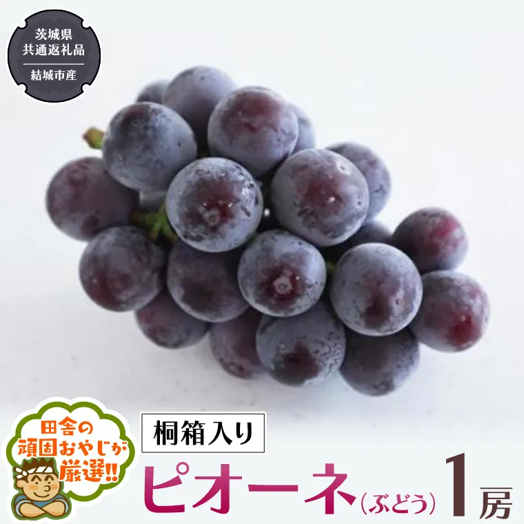 【 桐箱入り 】ピオーネ（ ぶどう ） 1房 【2026年8月から発送開始】（茨城県共通返礼品 [ぶどう]：結城市産）  ぶどう ピオーネ 果物 フルーツ 季節 旬 [BI393-NT]