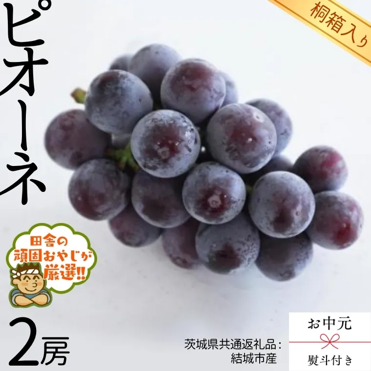 【 お中元 熨斗 付 】【 桐箱入り 】 ピオーネ2房  【2025年8月より発送開始】（茨城県共通返礼品 [ぶどう]：結城市産） ピオーネ ぶどう 果物 フルーツ 季節 旬 [BI407-NT]