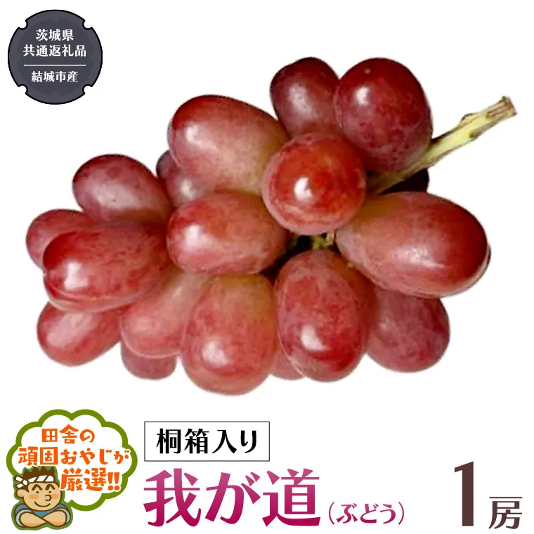 【 桐箱入り 】我が道 （ ぶどう ） 1房 【2025年9月から発送開始】（茨城県共通返礼品 [ぶどう]：結城市産） ぶどう 我が道 果物 フルーツ 季節 旬 [BI394-NT]