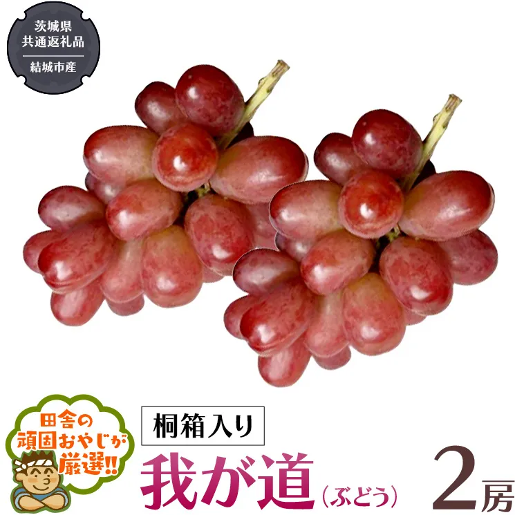 【 桐箱入り 】我が道 （ ぶどう ） 2房 【2025年9月から発送開始】（茨城県共通返礼品 [ぶどう]：結城市産）  ぶどう 我が道 果物 フルーツ 季節 旬 [BI395-NT]