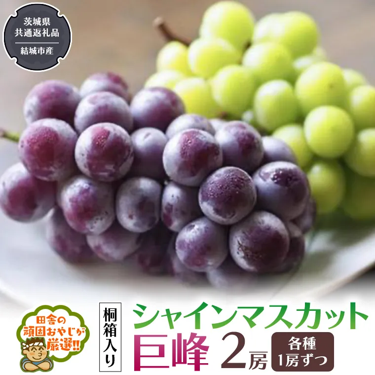 【 桐箱入り 】 シャインマスカッ トと 巨峰 （各種1房ずつ） 【2025年8月から発送開始】（茨城県共通返礼品 [ぶどう]：結城市産） シャインマスカット 巨峰 ぶどう 果物 フルーツ 季節 旬 [BI396-NT]