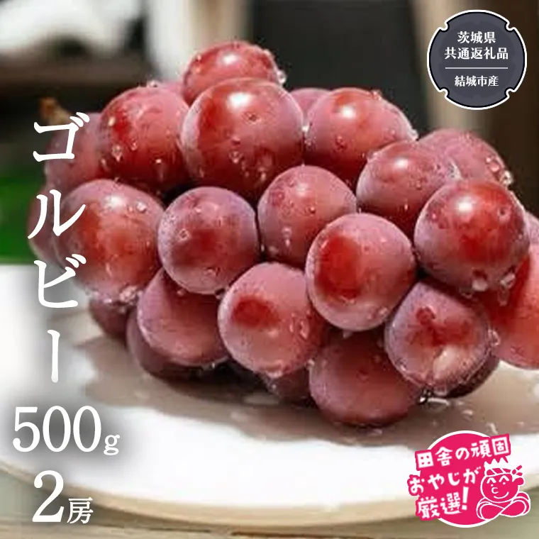 ゴルビー 500g ×2房【2026年9月より発送開始】（茨城県共通返礼品 [ぶどう]：結城市産） ぶどう ブドウ 葡萄 果物 フルーツ 茨城県産 [BI423-NT]