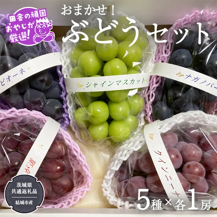 おまかせ！ ぶどう セット 5品種×各1房【2025年9月より発送開始】（茨城県共通返礼品 [ぶどう]：結城市産） ぶどう ブドウ 葡萄 果物 フルーツ 茨城県産 [BI427-NT]