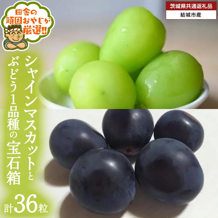 「粒々ぶどう36粒」 シャインマスカット と ぶどう1品種の宝石箱【2025年8月より発送開始】（茨城県共通返礼品 [ぶどう]：結城市産）  ぶどう ブドウ 葡萄 果物 フルーツ 茨城県産 [BI443-NT]