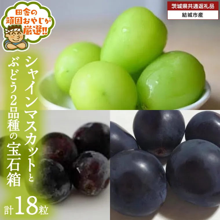 「粒々ぶどう18粒」 シャインマスカット と ぶどう 2品種の宝石箱【2026年8月より発送開始】（茨城県共通返礼品 [ぶどう]：結城市産） ぶどう ブドウ 葡萄 果物 フルーツ 茨城県産 [BI447-NT]