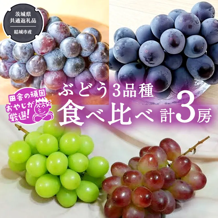 ぶどう 3品種 食べ比べ（各１房ずつ）【2026年8月より発送開始】（茨城県共通返礼品 [ぶどう]：結城市産） 詰め合わせ 果物 フルーツ 茨城県産 [BI451-NT]